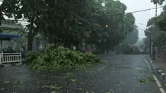 Sejumlah pohon tumbang menghalangi ruas Jalan Proklamasi, Menteng, Jakarta Pusat, Minggu (31/12). Hujan deras disertai angin kencang melanda Jakarta jelang malam pergantian tahun hingga membuat beberapa pohon bertumbangan. (Liputan6.com/Herman Zakharia)