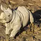 Seekor badak putih lahir di San Diego Zoo Safari Park pada 21 November 2019 diberi nama Future. (Ken Bohn/San Diego Zoo via AP)