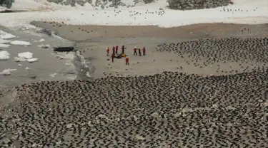 Sejumlah ilmuwan melakukan penelitian terhadap penguin Adelie di Pulau Heroina, Danger Islands, Antartika (2/3). Para ilmuwan telah menemukan koloni besar penguin langka di sebuah pulau Antartika terpencil. (Rachael Herman / Penguinwatch / AFP)