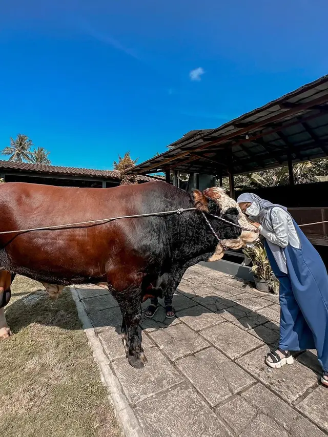 5 Artis Ini Pilih Sapi Jumbo untuk Kurban Idul Adha, Rela Cari ke Luar Kota