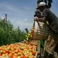 Dua orang petani menata tomat hasil panen untuk dikirim ke Surabaya dan Sidoarjo di Desa Simpar, Poncokusumo, Malang, Jatim. (Antara)