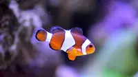Ikan Clown Fish