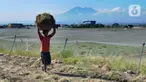 Petani membawa bawang merah hasil panen di kawasan Leces Probolinggo, Jawa Timur, Minggu (29/8/2021). Harga bawang merah di tingkat petani turun drastis dari Rp 25 ribu per kg kini hanya Rp 15 ribu per kg. (merdeka.com/Arie Basuki)