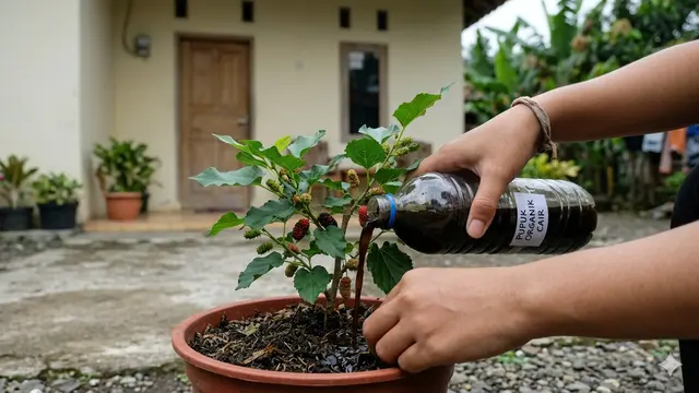 Buah Murbei dalam Pot