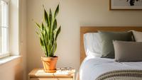 5 Alasan Tanaman Lidah Mertua Wajib Ada di Kamar Tidur Anda Tahun 2026