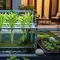 Ide Ternak dan Kebun Mini di Rumah untuk IRT/AI