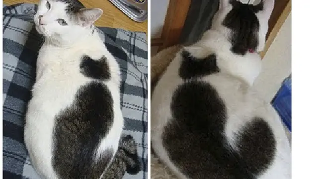 6 Motif Bulu Kucing Ini Berbentuk Sesuatu, Corak Langka