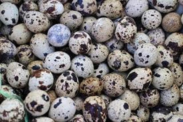 Telur puyuh (pixabay)