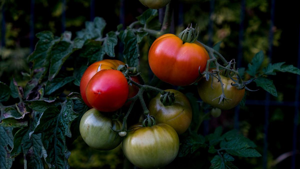 7 Sayuran yang Cepat Panen Dalam 2 Minggu, Cocok untuk Ditanam di Halaman Rumah