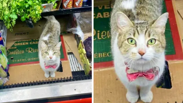 10 Potret Saat Kucing Menjaga Toko Ini Bikin Tepuk Jidat