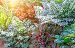 aglonema (sumber: freepik)