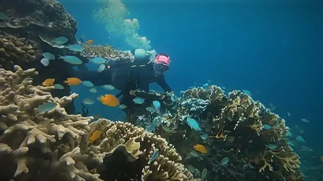 Diving di Raja Ampat.