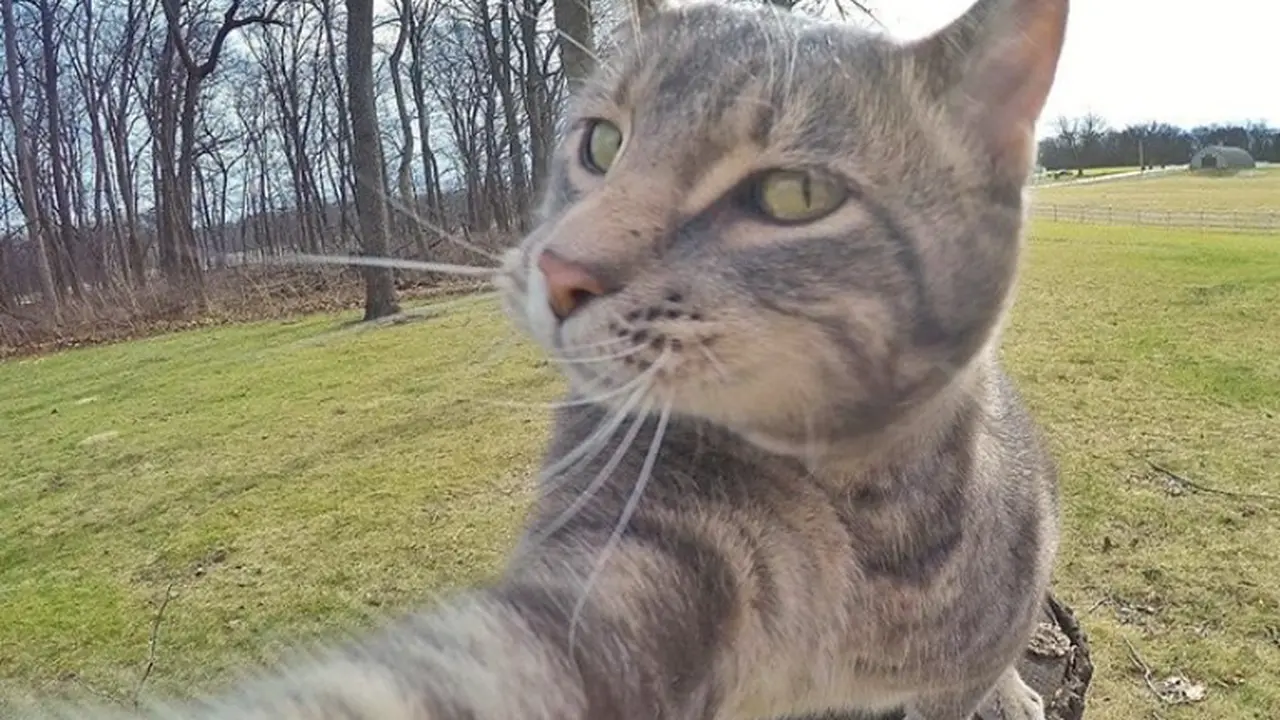 Manny, Si Kucing Tukang Selfie