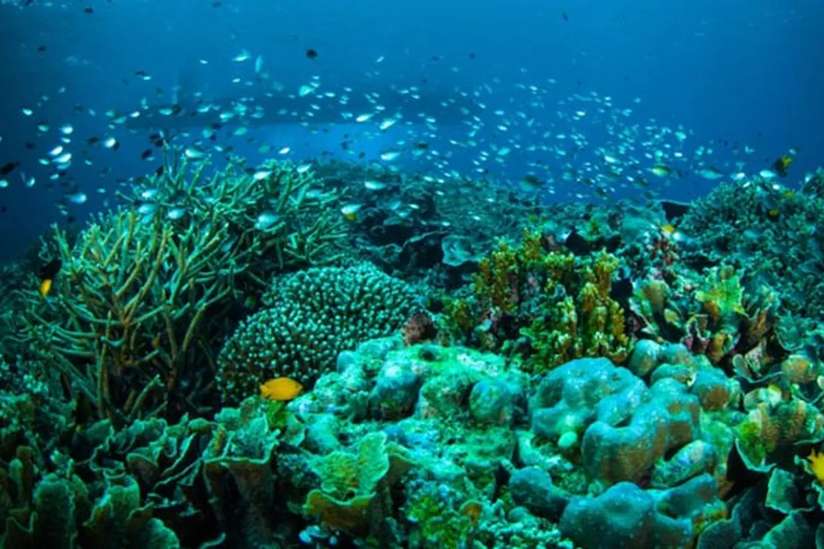 Taman Laut Bunaken (Sulawesi Utara)