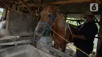 Dokter hewan melakukan pengukuran badan kuda penarik delman di Perkampungan kuda Rawa Badung, Jakarta, Rabu (1/9/2021). Pengukuran berat badan kuda delman bantuan sembako dilakukan oleh Jakarta Animal Aid Network (JAAN). (merdeka.com/Imam Buhori)