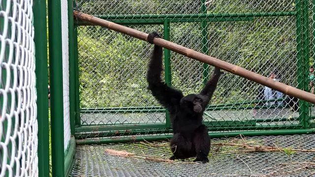Siamang