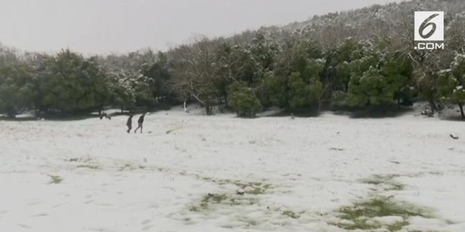 VIDEO: Penampakan Salju Pertama di Dataran Tinggi Golan