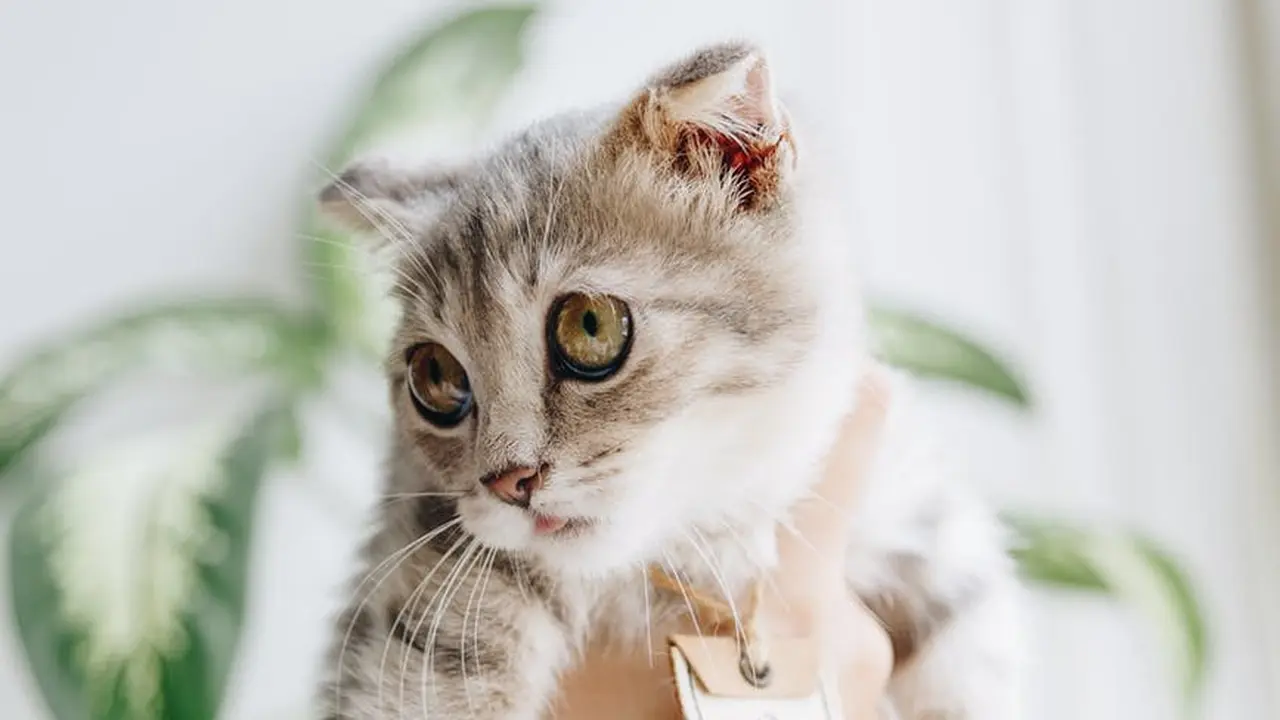 Arti Mimpi Dicakar Kucing