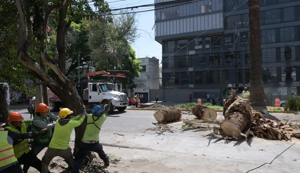 Para ahli bedah pohon telah menebang pohon-pohon palem yang layu di lingkungan Narvarte pusat, merenggut sebagian dari sejarah Mexico City. (RODRIGO ARANGUA / AFP)