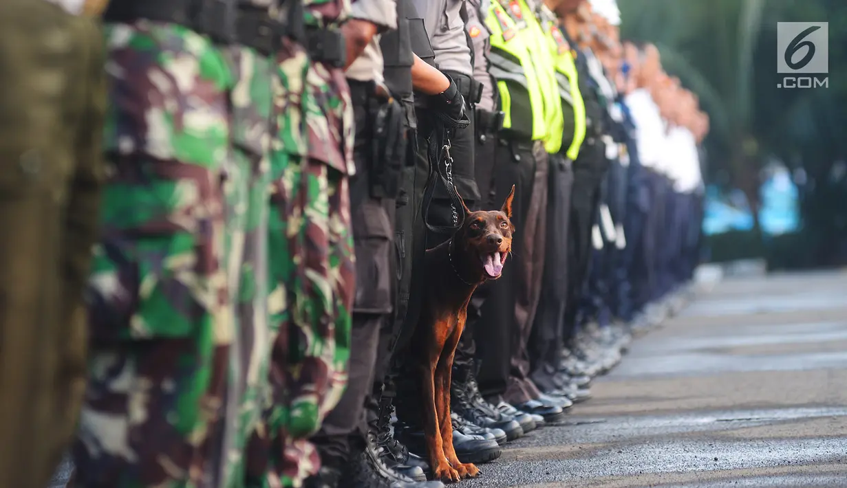 Seekor anjing K9 mengikuti Apel Kesiapan Mudik Lebaran 2018 di lapangan parkir Stasiun Gambir, Jakarta, Selasa (5/6). Apel yang diikuti petugas gabungan dari PT KAI, TNI dan Polri itu dipimpin Menhub Budi Karya Sumadi. (Merdeka.com/Imam Buhori)