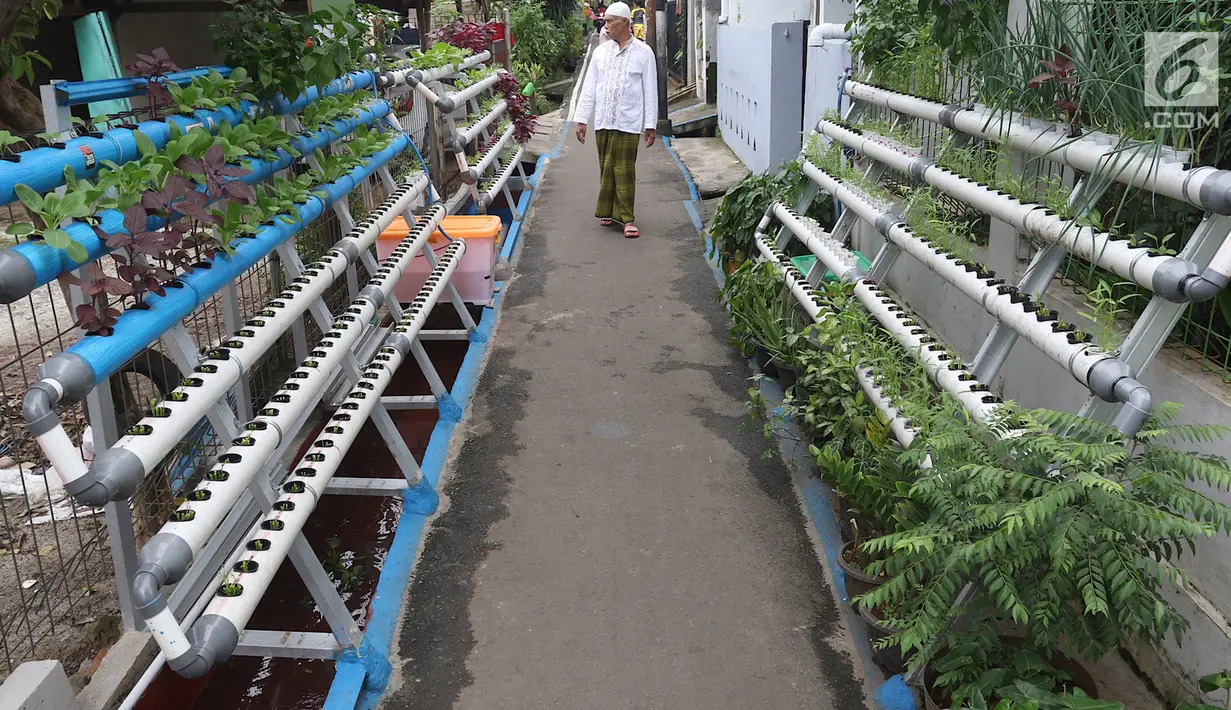 Suasana di sekitar Kampung Hidroponik Pengadegan, Jakarta, Kamis (22/2). Jalanan serta gang yang dulunya kumuh, kini berubah menjadi hijau dan asri. (Liputan6.com/Immanuel Antonius)
