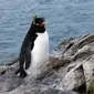 Penguin Rockhopper memanjat tebing di Pulau Kidney, Kepulauan Falkland (Malvinas), Stanley, Inggris, 9 Oktober 2019. Di wilayah Inggris di Samudra Atlantik Selatan tersebut terdapat penguin jenis King, Rockhopper, Gentoo, Magellanic, dan Macaroni. (Pablo PORCIUNCULA BRUNE/AFP)
