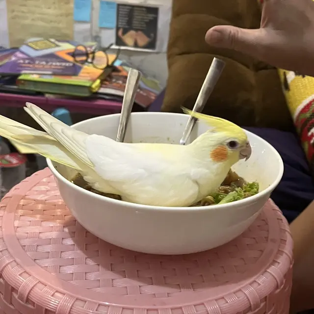 6 Potret Burung Ikut Makan Ini Bikin Tepuk Jidat,