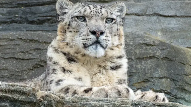 Arti Mimpi Diserang Harimau Berdasarkan Warna Kulitnya