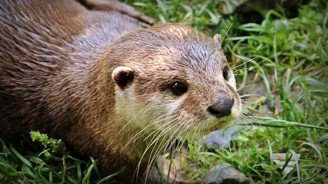 Potret berang-berang si hewan imut yang setia (Pixabay)