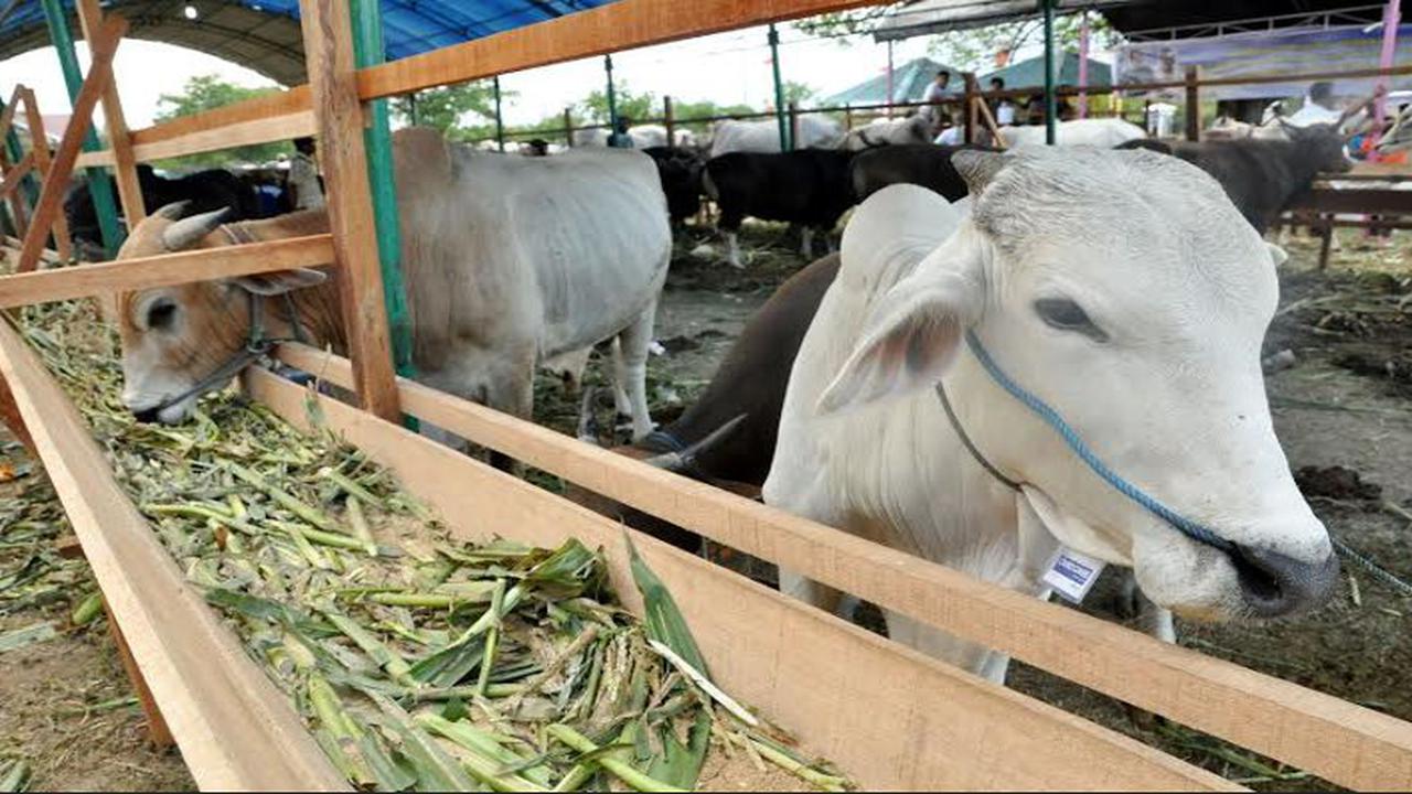 Pedagang Hewan Kurban di Palu