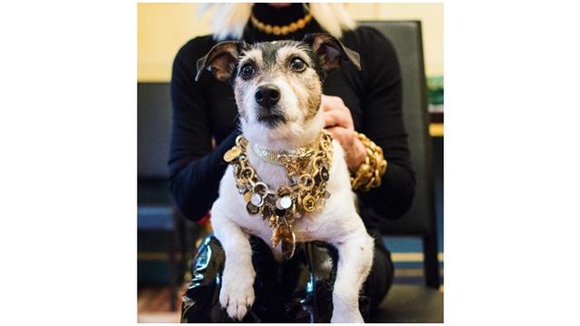 6 Gaya Glamor Anjing Seleb Hollywood