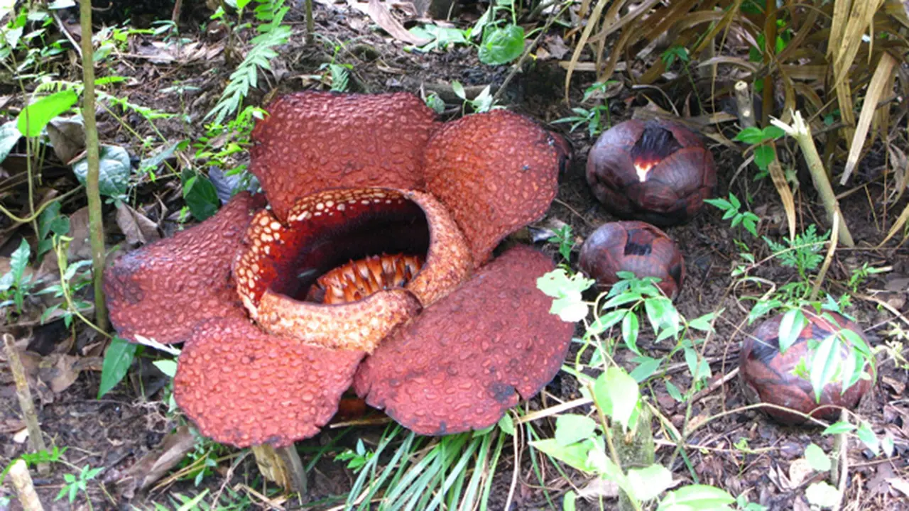 Puspa Langka Rafflesia Kembali Mekar di Bengkulu
