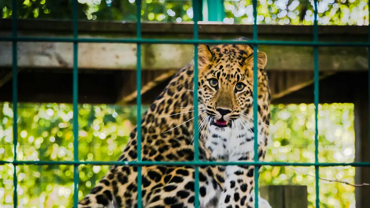 Seberapa Penting Keberadaan Kebun Binatang untuk Melestarikan Satwa Liar?