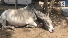 Seekor banteng ditemukan dalam keadaan memprihatinkan. Terdapat 85 kg plastik dan potongan logam dari perutnya.