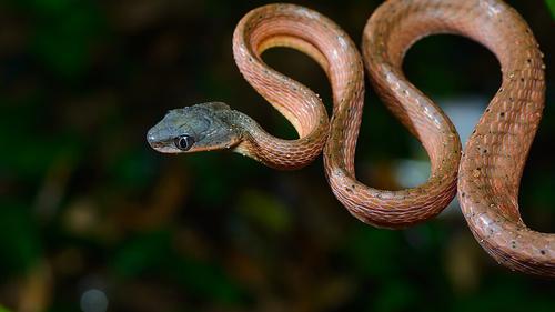 Ular Kucing Merah (Boiga nigriceps) (Wikimedia Commons)