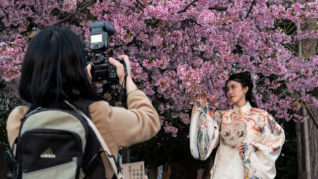 Bunga Sakura di Jepang Bermekaran Lebih Awal dari Musimnya