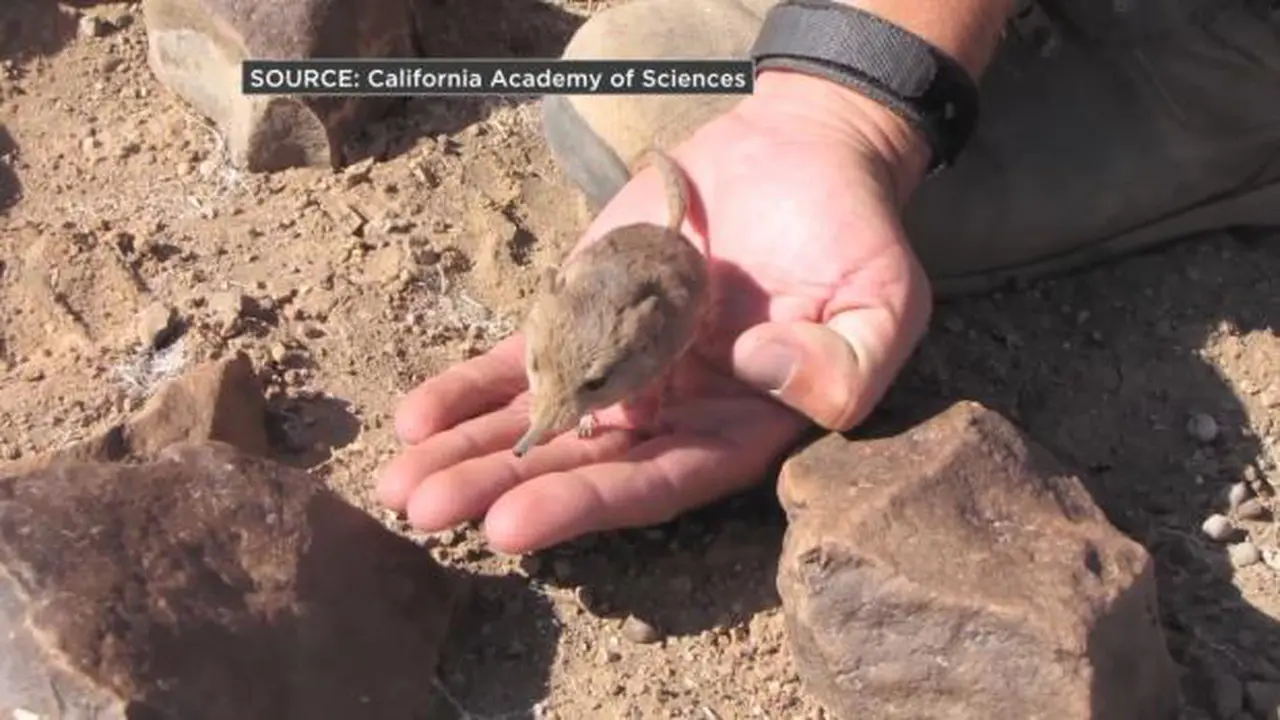 Tikus unik 'berbelalai'. (RTLNieuws)