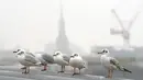 Sejumlah burung bertengger saat kabut melanda London, Inggris, Senin, (23/1). Aktifitas warga menjadi terganggu karena terbatasnya jarak pandang (AP Photo / Alastair Grant)