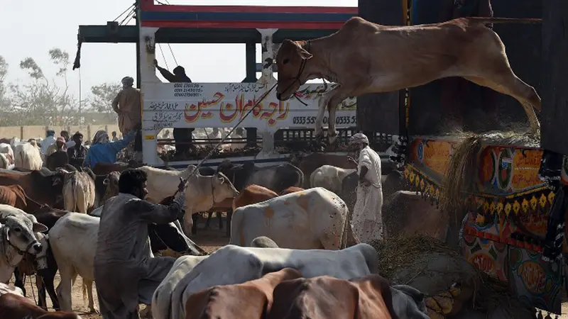 20150914-Kesibukan Pasar Hewan Qurban di Pakistan