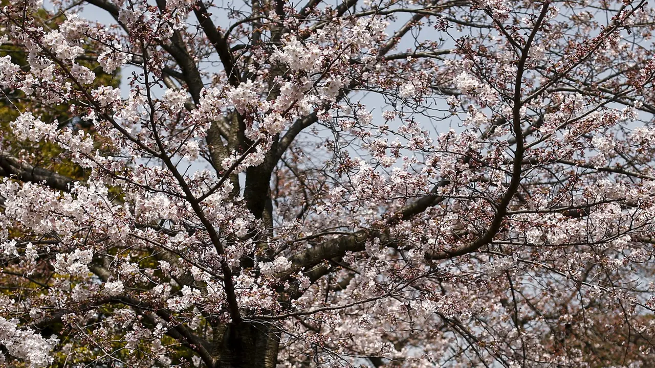 Bunga Sakura