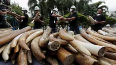 Petugas memegang gading gajah sitaan di Departemen Taman Nasional, Margasatwa dan Konservasi Tanaman, Bangkok, Thailand, Rabu (26/8/2015). Sekitar dua gading gajah dihancurkan dengan cara dibakar . (REUTERS/Chaiwat Subprasom)