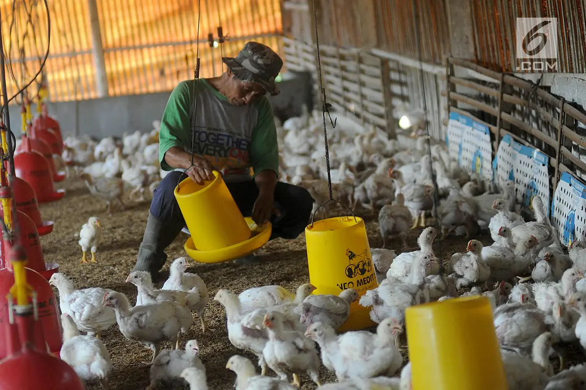 Tembus Rp 50 Ribu per Kg, Peternak Keluhkan Harga Bibit Ayam Fluktuatif