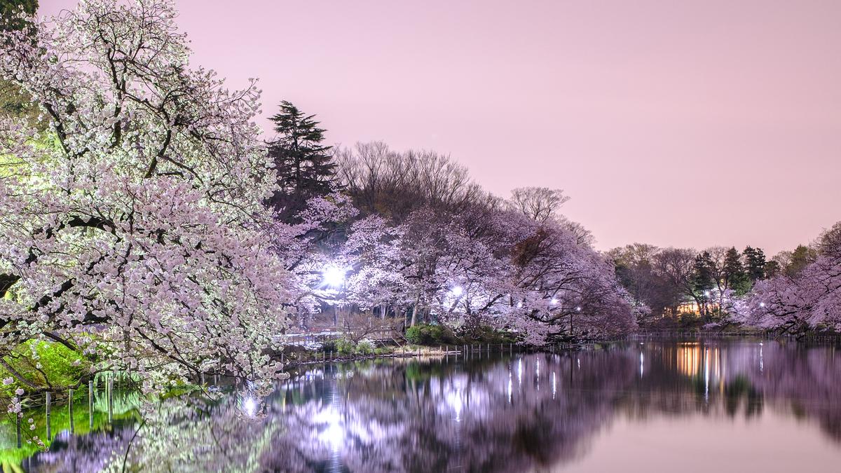FOTO: Keindahan Bunga Sakura di Malam Hari - Foto Liputan6.com