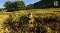 Petani memanen padi varietas Ciherang di areal persawahan Desa Ciwaru, Sukabumi, Sabtu (23/6). Petani mengeluhkan  harga gabah kering panen saat ini Rp 488 ribu/kwintal dibanding tahun lalu yang menembus Rp 600 ribu/kwintal. (Merdeka.com/Arie Basuki)