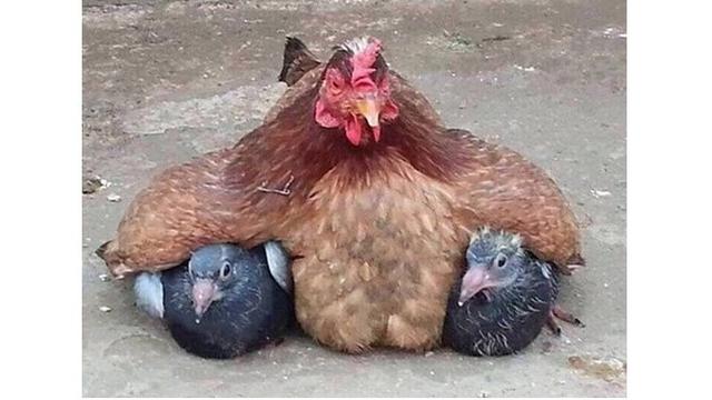 Kelakuan ayam (Sumber: Brightside)