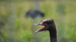 Burung unta koleksi Taman Safari Gurun Putih Lestari di Jantho, Aceh Besar, Aceh pada 27 Oktober 2019. Taman edukasi faura dan fauna dengan luas 60 hektare ini memiliki ratusan jenis satwa dan tanaman bunga dari berbagai daerah di Indonesia maupun mancanegara. (CHAIDEER MAHYUDDIN / AFP)