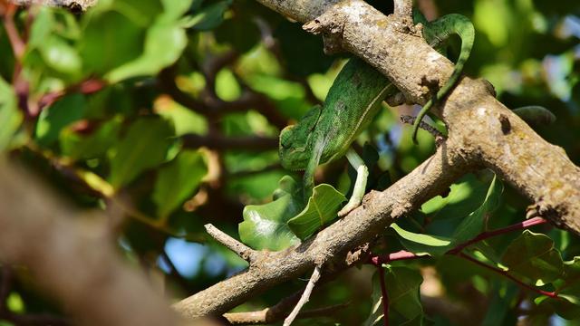 Ilustrasi pohon bidara