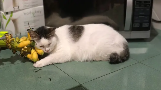 Potret Kucing Tunggui Majikannya yang Telah Meninggal, Kisahnya Bikin Haru