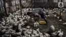 Pekerja memberikan pakan pada ayam sebelum dijual di agen ayam potong kawasan Cipinang Melayu, Jakarta Timur, Senin (19/12/2022). Saat ini, harga ayam potong dijual Rp 33.000 - Rp 40.000 per kilogram, naik dibandingkan bulan lalu sekitar Rp 25.000 - Rp 30.000 per kilogram. (merdeka.com/Iqbal S. Nugroho)