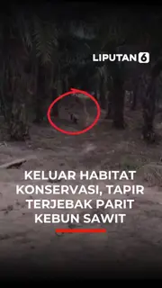 Tapir Langka Nyasar ke Kebun Sawit di Mesuji